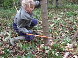 volunteer cutting tree with bowsaw