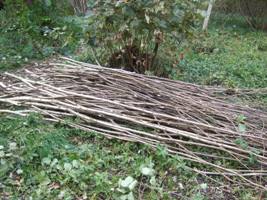 trees to be reused for hedge-laying