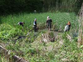 volunteers clearing reeds from a fish pond