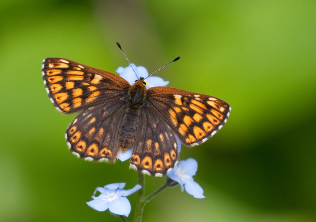 http-butterfly-conservation-org-files-duke-of-bu