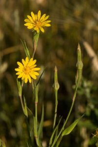 A picture containing plant, flower, Arnica montana Description automatically generated