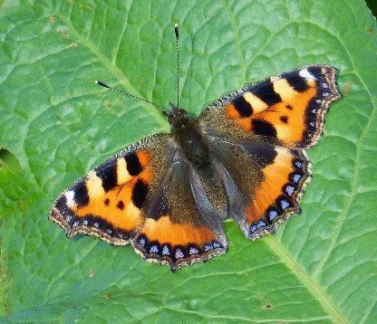 Small Tortoiseshell Butterfly: Identification, Facts, & Pictures