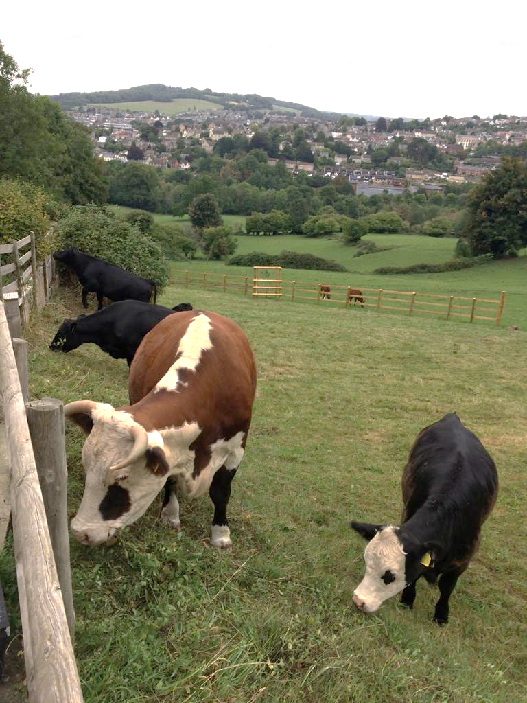 Cows grazing in a field

Description automatically generated with low confidence