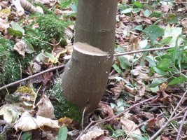 wedge cut into a tree