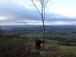 Volunteer cutting down a tree