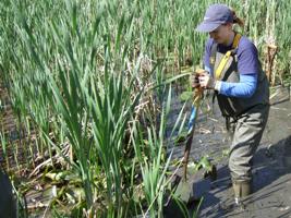 volunteer clearing reeds from a fish pond