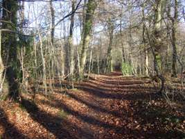 Popes Wood