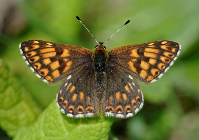 http://www.ukbutterflies.co.uk/image_generator.php?type=source&filename=8ce48ac9c4e30bc8f9bc8496cae8604d.jpg