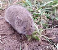 voles.jpg
