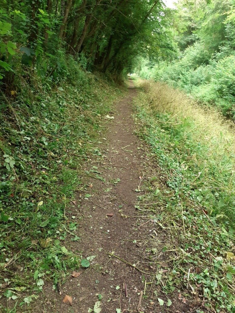 A picture containing grass, outdoor, plant, tree Description automatically generated