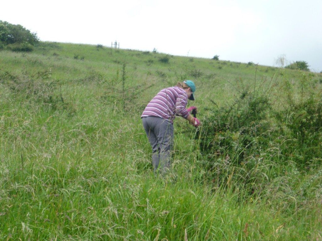 A picture containing grass, outdoor, sky, field

Description automatically generated