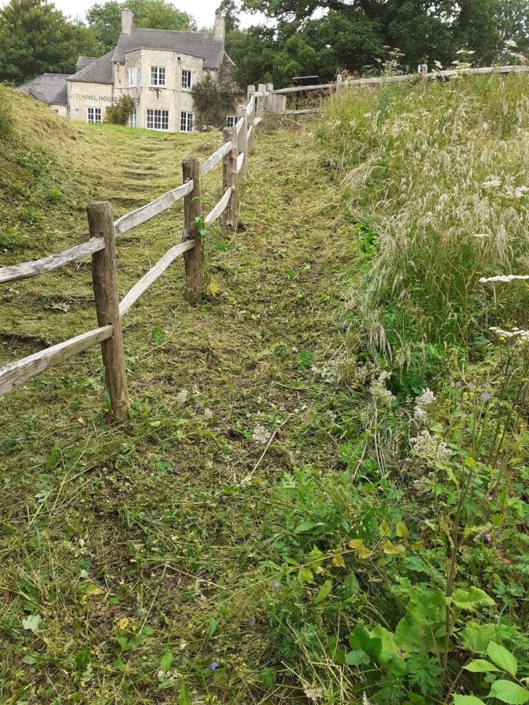A picture containing tree, plant Description automatically generated