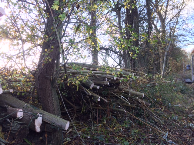 A picture containing outdoor, tree, grass, plant

Description automatically generated