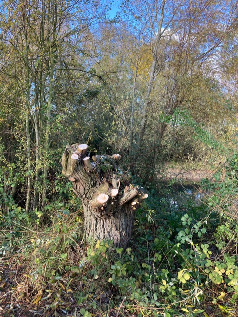 A tree stump in a forest

Description automatically generated with low confidence