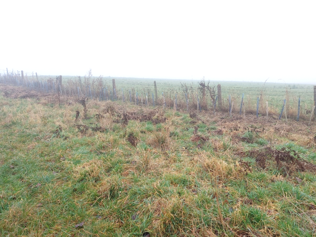 A picture containing grass, outdoor, sky, field

Description automatically generated