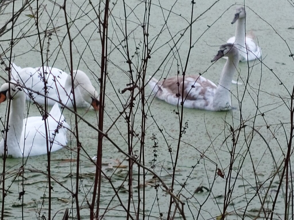A picture containing outdoor, white, pond, wire

Description automatically generated