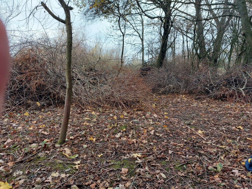 A picture containing tree, outdoor, plant, forest

Description automatically generated