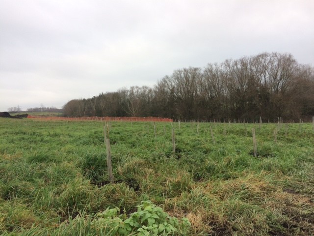 A field with trees in the background

Description automatically generated with medium confidence