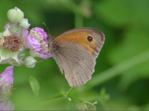A butterfly on a flower

Description automatically generated