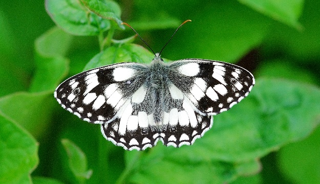 A butterfly on a leaf

Description automatically generated
