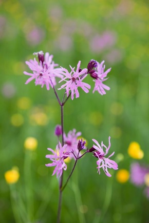 A close up of a flower

Description automatically generated with low confidence