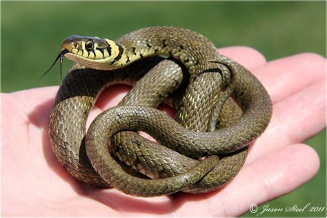A lizard in a person's hand

Description automatically generated with medium confidence
