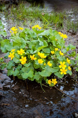 A picture containing flower, outdoor, plant, surrounded

Description automatically generated