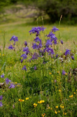 A picture containing grass, flower, outdoor, plant

Description automatically generated