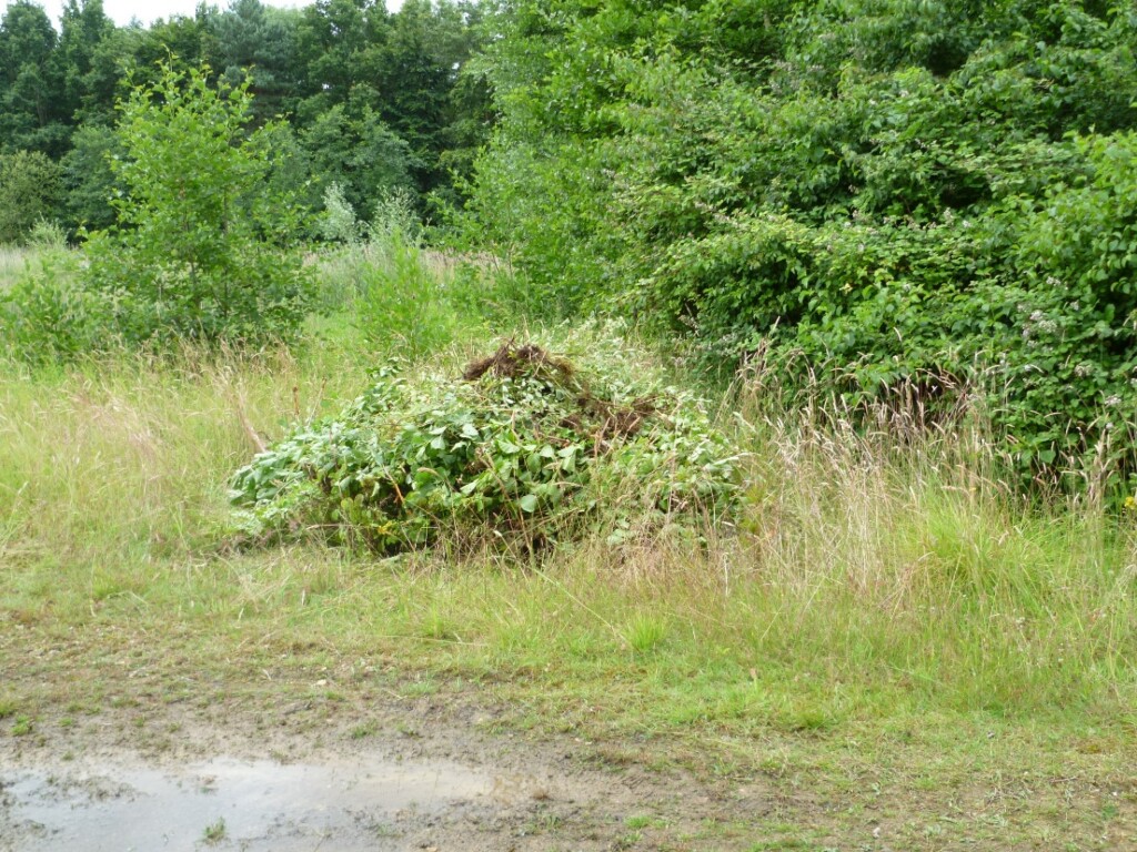 A picture containing grass, outdoor, tree, plant

Description automatically generated