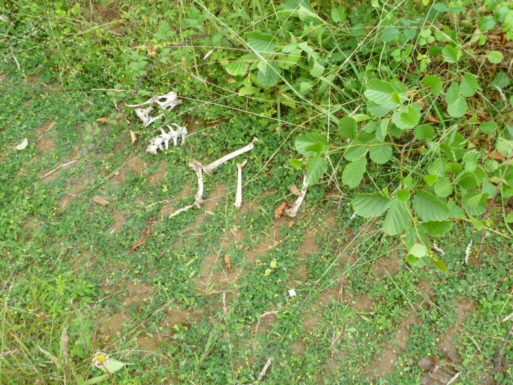 A picture containing plant

Description automatically generated
