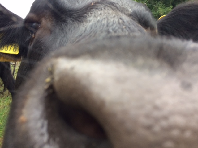 A close up of a horse

Description automatically generated with low confidence