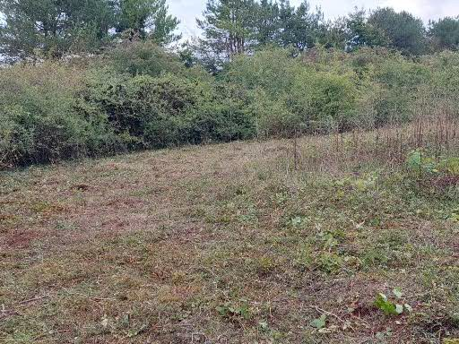 A picture containing outdoor, grass, tree, field

Description automatically generated