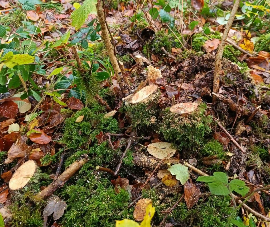 A close up of a pile of moss

Description automatically generated