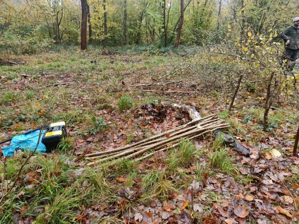 A pile of sticks in the woods

Description automatically generated