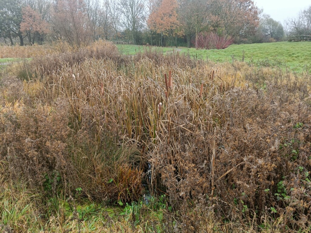 A field of brown grass and trees

Description automatically generated