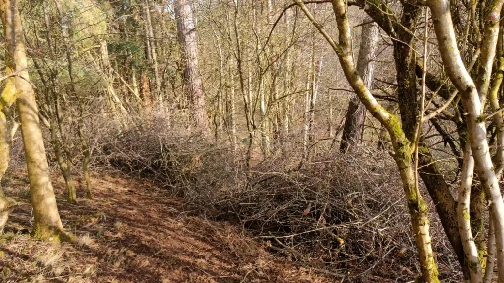 A dirt path in a forest

Description automatically generated