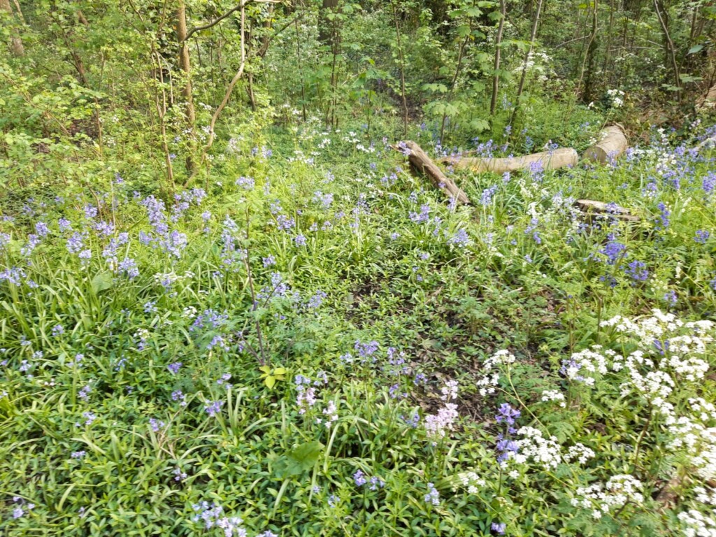A field of flowers and grass

Description automatically generated