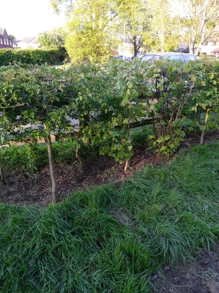 A garden with bushes and grass

Description automatically generated
