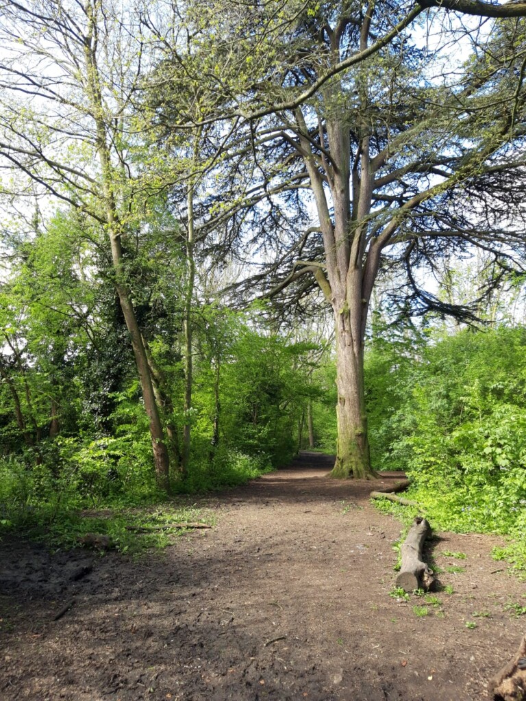 A path through a forest

Description automatically generated