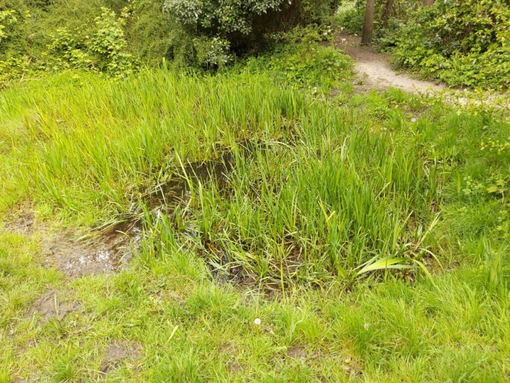A small puddle in a grassy area

Description automatically generated