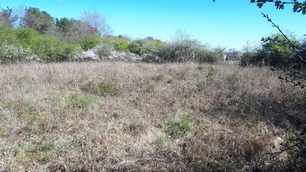 A field of dry grass and bushes

AI-generated content may be incorrect.