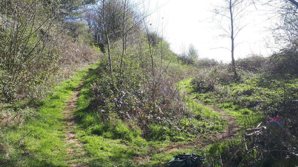 A trail in a forest

AI-generated content may be incorrect.